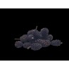 Stabilized mini pine cone