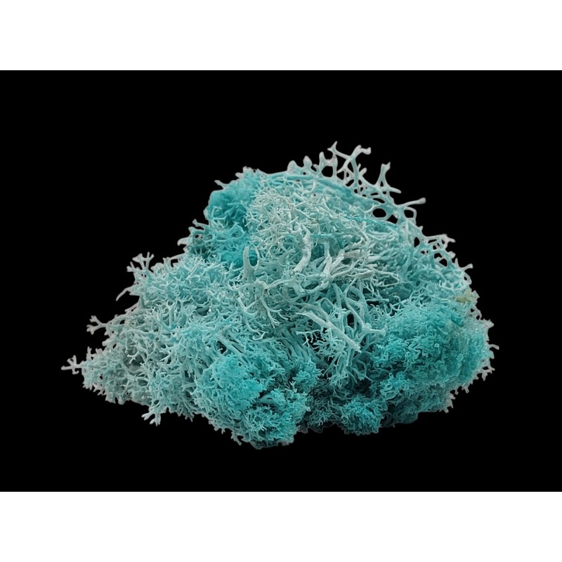 Lichen turquoise