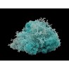 Lichen turquoise