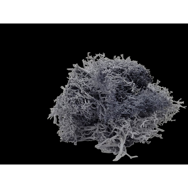 Lichen gris