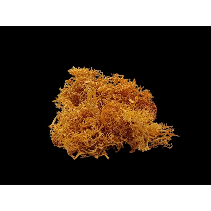 Lichen orange