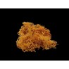Lichen orange