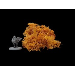 Lichen orange